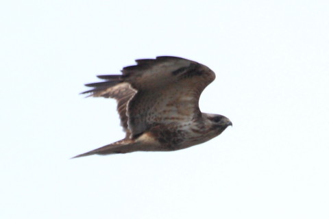 トリミング 2015/1月 TAMRONsp70-300+30D 焦点距離300mm F/8 ss1/1000 ISO400