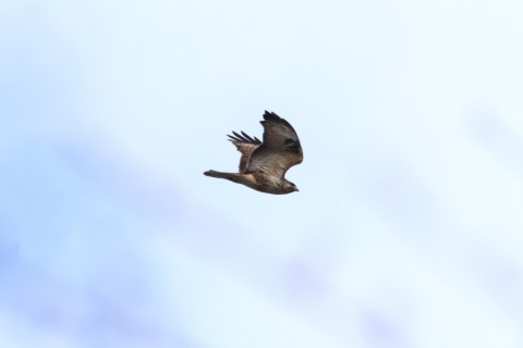 2015/1月 TAMRONsp70-300+30D 焦点距離300mm F/8 ss1/1000 ISO400