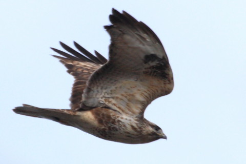 トリミング 2015/1月 TAMRONsp70-300+30D 焦点距離300mm F/8 ss1/1000 ISO400