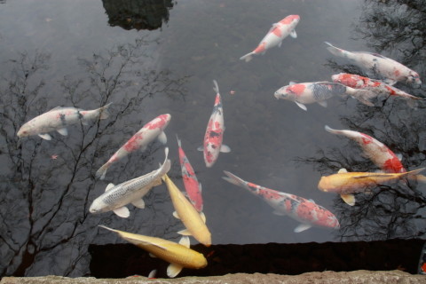 2015/1月 SIGMA17-70+30D 焦点距離17mm F/6.3 ss1/20 ISO100