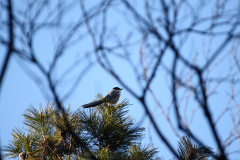 2015/1月 TAMRONsp70-300+30D 焦点距離300mm F/5.6 ss1/640 ISO400