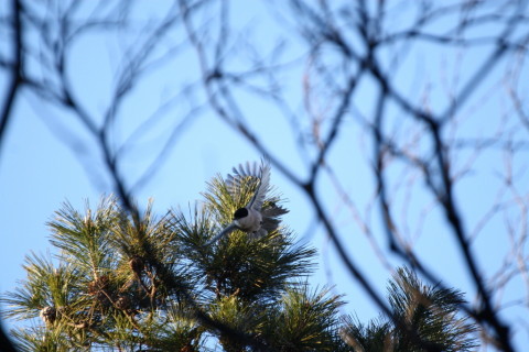 2015/1月 TAMRONsp70-300+30D 焦点距離300mm F/5.6 ss1/640 ISO400