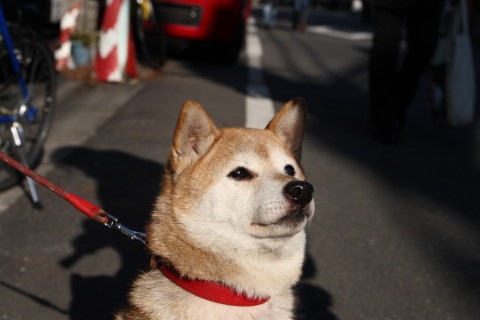 2015/1月 SIGMA17-70+30D 焦点距離49mm F/6.3 ss1/640 ISO100