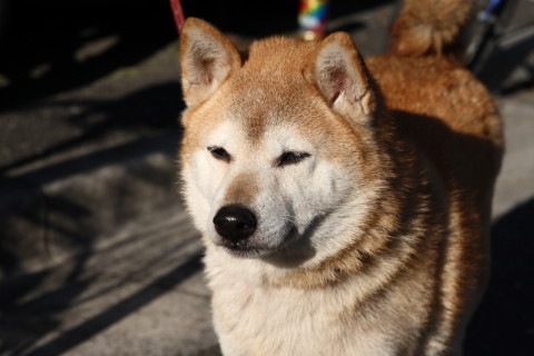 2015/1月 SIGMA17-70+30D 焦点距離70mm F/6.3 ss1/500 ISO100