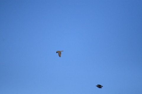 2015/1月 TAMRONsp70-300+30D 焦点距離300mm F/5.6 ss1/6400 ISO400