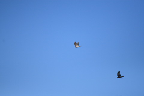 2015/1月 TAMRONsp70-300+30D 焦点距離300mm F/5.6 ss1/6400 ISO400