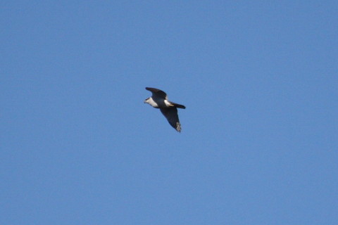 トリミング 2015/1月 TAMRONsp70-300+30D 焦点距離300mm F/5.6 ss1/6400 ISO400