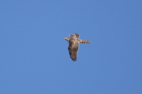 トリミング 2015/1月 TAMRONsp70-300+30D 焦点距離300mm F/5.6 ss1/2500 ISO400