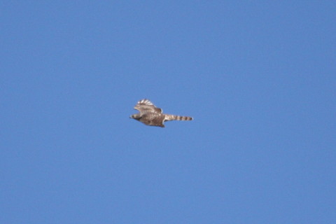 トリミング 2015/1月 TAMRONsp70-300+30D 焦点距離300mm F/5.6 ss1/2500 ISO400