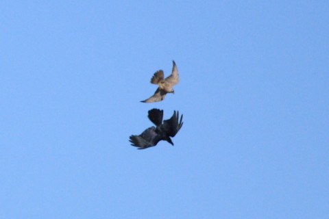 トリミング 2015/1月 TAMRONsp70-300+30D 焦点距離300mm F/5.6 ss1/5000 ISO400