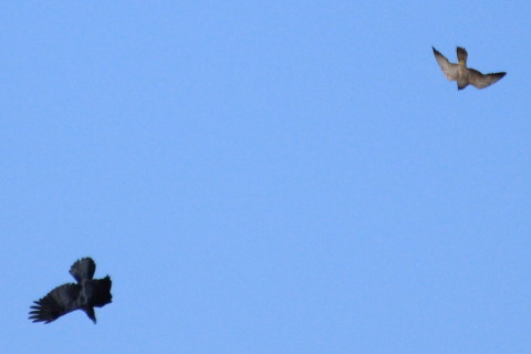 トリミング 2015/1月 TAMRONsp70-300+30D 焦点距離300mm F/5.6 ss1/5000 ISO400