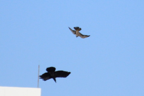 トリミング 2015/1月 TAMRONsp70-300+30D 焦点距離300mm F/5.6 ss1/5000 ISO400