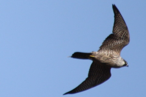 トリミング 2015/1月 TAMRONsp70-300+30D 焦点距離300mm F/5.6 ss1/2000 ISO320