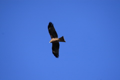 2015/1月 TAMRONsp70-300+30D 焦点距離300mm F/6.3 ss1/800 ISO250