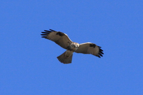 トリミング 2015/1月 TAMRONsp70-300+30D 焦点距離300mm F/8 ss1/1000 ISO400