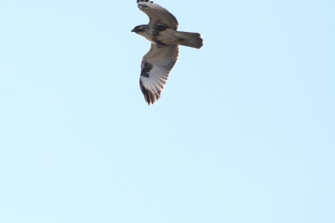 2015/1月 TAMRONsp70-300+30D 焦点距離300mm F/8 ss1/1250 ISO400