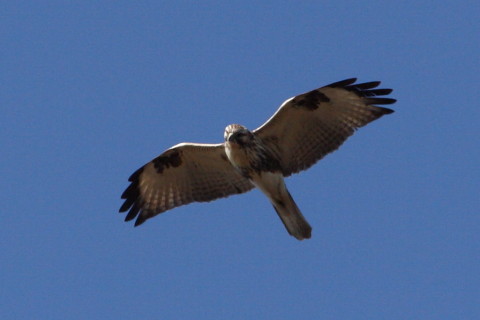トリミング 2015/1月 TAMRONsp70-300+30D 焦点距離300mm F/8 ss1/1000 ISO200