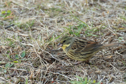 2015/1月 TAMRONsp70-300+30D 焦点距離300mm F/8 ss1/50 ISO400