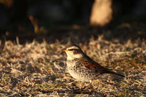 2015/1月 TAMRONsp70-300+30D 焦点距離300mm F/5.6 ss1/640 ISO400