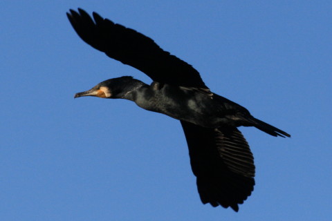 トリミング 2015/1月 TAMRONsp70-300+30D 焦点距離300mm F/8 ss1/1600 ISO400