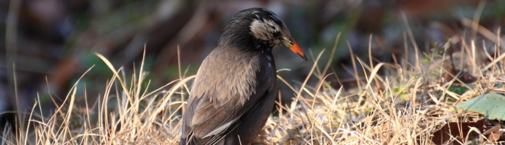 にわかカメラマンの撮ってみた!!（N'sHOME別館）