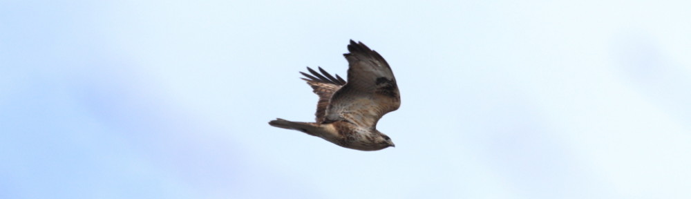 にわかカメラマンの撮ってみた!!（N'sHOME別館）