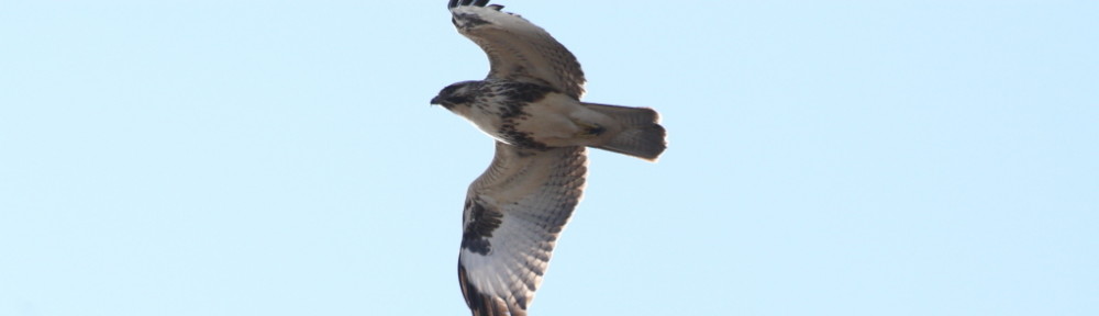 にわかカメラマンの撮ってみた!!（N'sHOME別館）