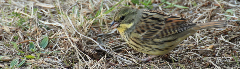 にわかカメラマンの撮ってみた!!（N'sHOME別館）