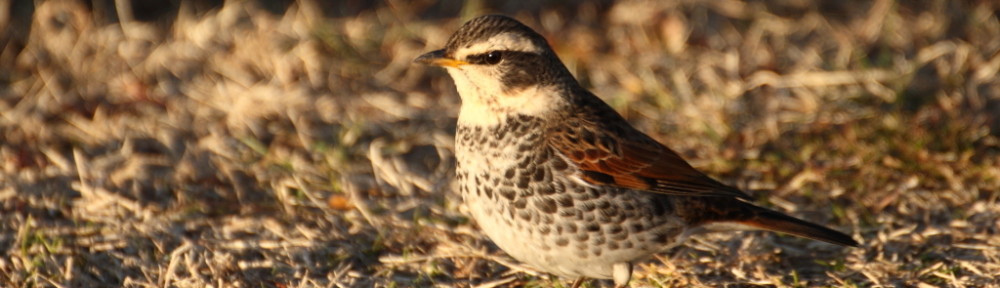 にわかカメラマンの撮ってみた!!（N'sHOME別館）