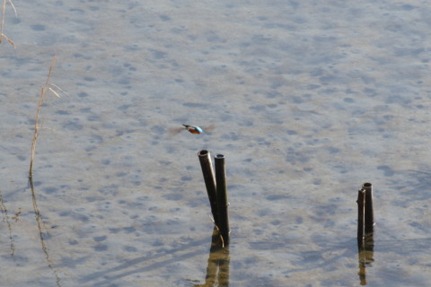 2015/2月 TAMRONsp70-300+30D 焦点距離300mm F/8 ss1/250 ISO200