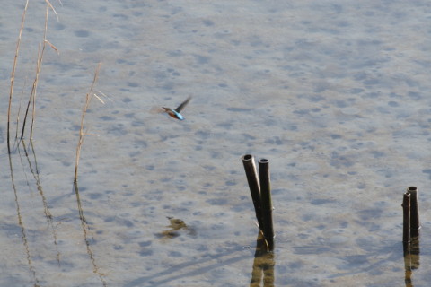 2015/2月 TAMRONsp70-300+30D 焦点距離300mm F/8 ss1/250 ISO200