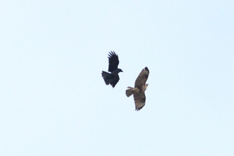 トリミング 2015/2月 TAMRONsp70-300+30D 焦点距離300mm F/8 ss1/1250 ISO400