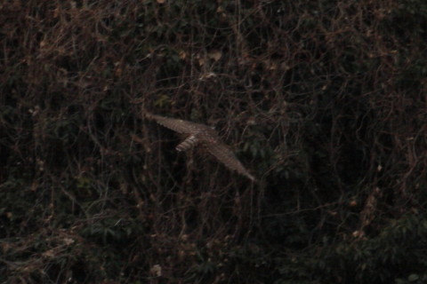 トリミング 2015/2月 TAMRONsp70-300+30D 焦点距離300mm F/8 ss1/800 ISO200