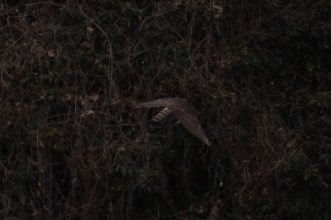 トリミング 2015/2月 TAMRONsp70-300+30D 焦点距離300mm F/8 ss1/800 ISO200