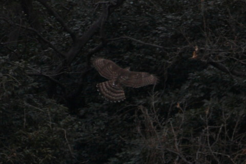 トリミング 2015/2月 TAMRONsp70-300+30D 焦点距離300mm F/8 ss1/800 ISO200