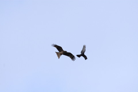 2015/2月 TAMRONsp70-300+30D 焦点距離300mm F/7.1 ss1/1250 ISO200