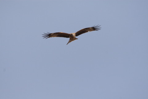 2015/2月 TAMRONsp70-300+30D 焦点距離300mm F/7.1 ss1/1250 ISO200