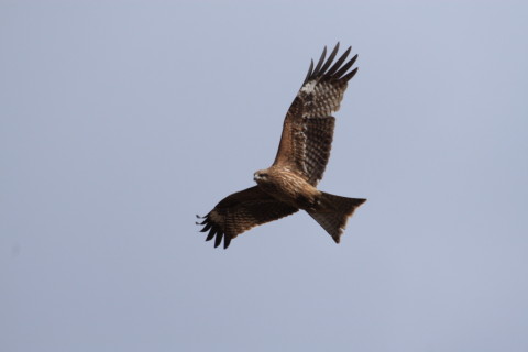 2015/2月 TAMRONsp70-300+30D 焦点距離300mm F/7.1 ss1/1250 ISO200