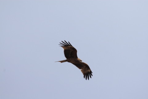 2015/2月 TAMRONsp70-300+30D 焦点距離300mm F/7.1 ss1/1250 ISO200