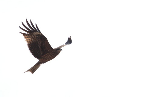 2015/2月 TAMRONsp70-300+30D 焦点距離300mm F/7.1 ss1/1250 ISO200