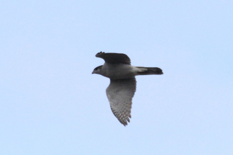 トリミング 2015/2月 TAMRONsp70-300+30D 焦点距離300mm F/8 ss1/1600 ISO400