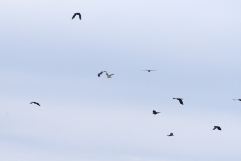 トリミング 2015/2月 TAMRONsp70-300+30D 焦点距離300mm F/8 ss1/1600 ISO400