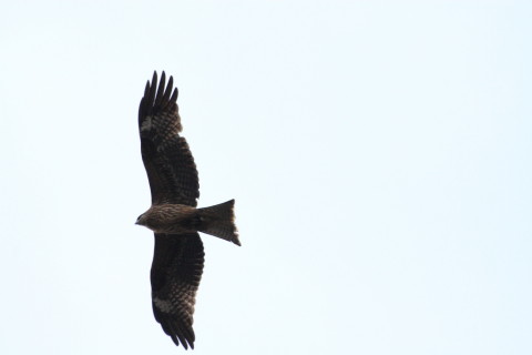 2015/2月 TAMRONsp70-300+30D 焦点距離300mm F/7.1 ss1/1000 ISO400