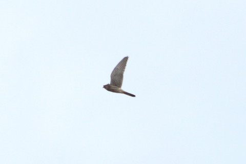 トリミング 2015/2月 TAMRONsp70-300+30D 焦点距離300mm F/8 ss1/1000 ISO400