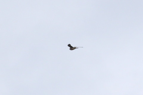 トリミング 2015/2月 TAMRONsp70-300+30D 焦点距離300mm F/8 ss1/1000 ISO400