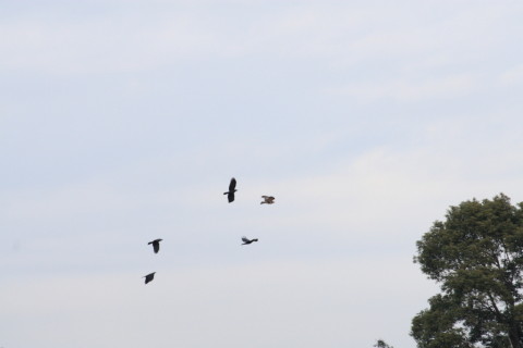 2015/2月 TAMRONsp70-300+30D 焦点距離300mm F/8 ss1/1250 ISO400