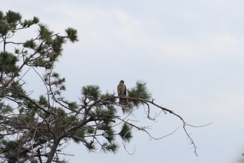 2015/2月 TAMRONsp70-300+30D 焦点距離300mm F/8 ss1/1000 ISO400