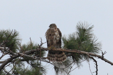 トリミング 2015/2月 TAMRONsp70-300+30D 焦点距離300mm F/8 ss1/1000 ISO400