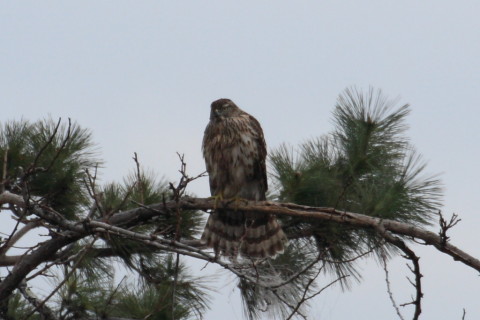 トリミング 2015/2月 TAMRONsp70-300+30D 焦点距離300mm F/8 ss1/1000 ISO400