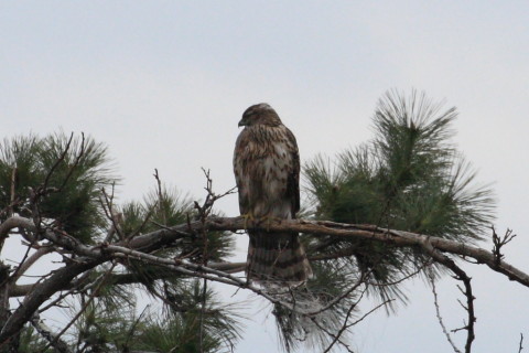 トリミング 2015/2月 TAMRONsp70-300+30D 焦点距離300mm F/8 ss1/1000 ISO400